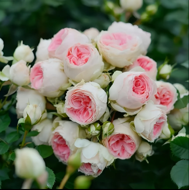 Rows of colorful roses in greenhouses